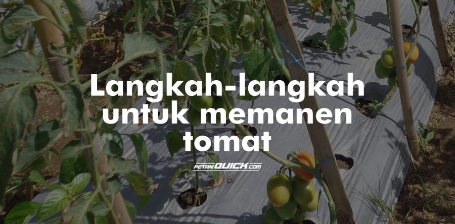 Cara Memelihara Tomat