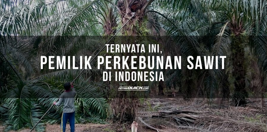 TERNYATA INI, PEMILIK PERKEBUNAN SAWIT DI INDONESIA