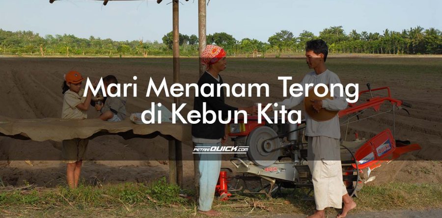 MARI MENANAM TERONG DI KEBUN KITA