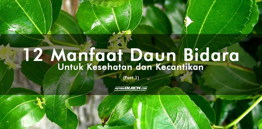 12 Manfaat Daun Bidara untuk Kesehatan dan Kecantikan (part 1)