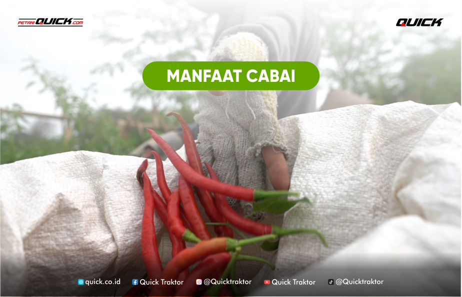 cabai sedang dipanen