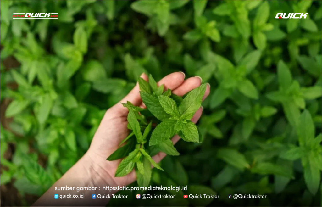 setvia pemanis alami