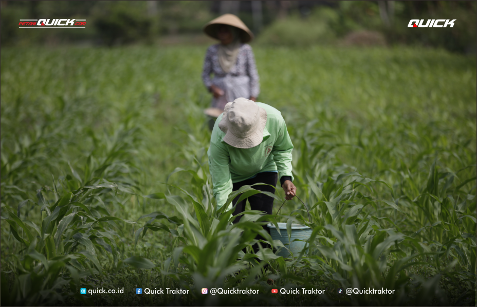 metode pemberian pupuk