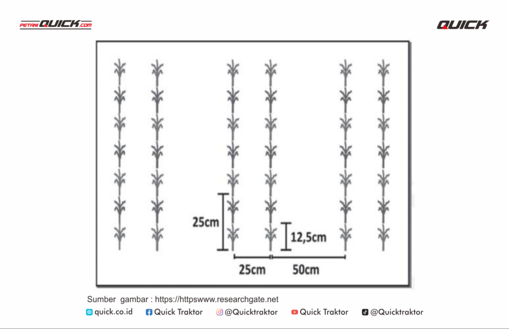 sistem tanam jajar legowo