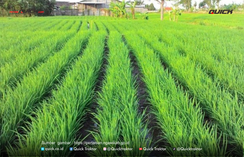 sistem tanam jajar legowo