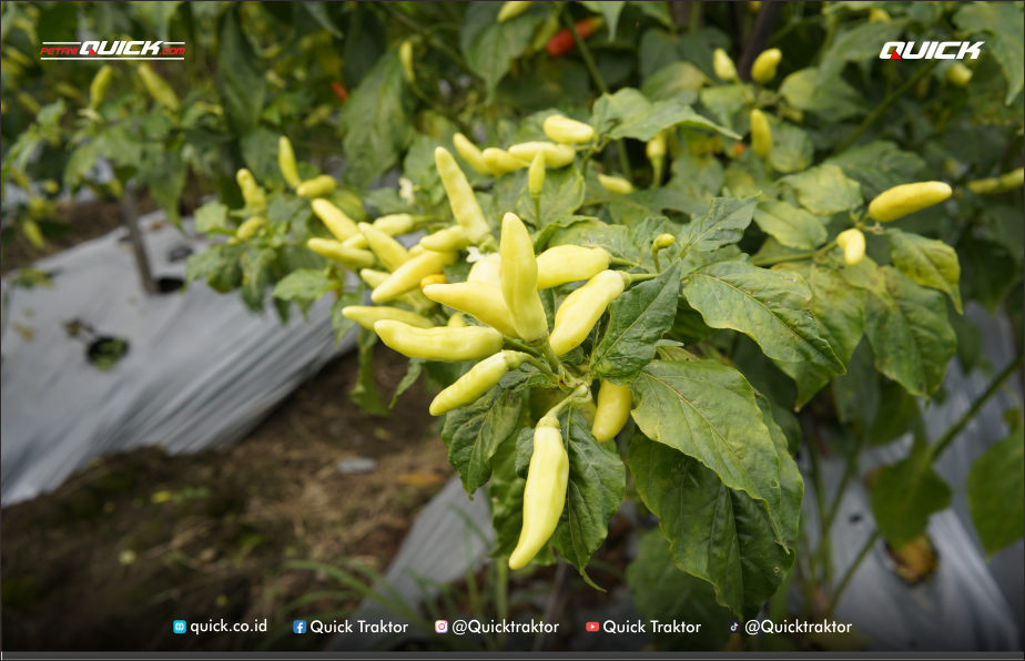 penyebab gagal panen cabai
