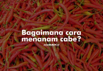 Penanaman Cabe