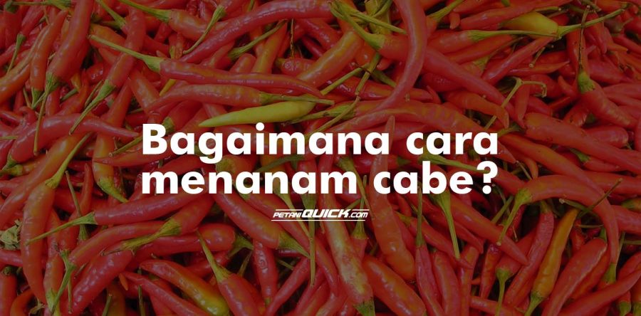 Penanaman Cabe
