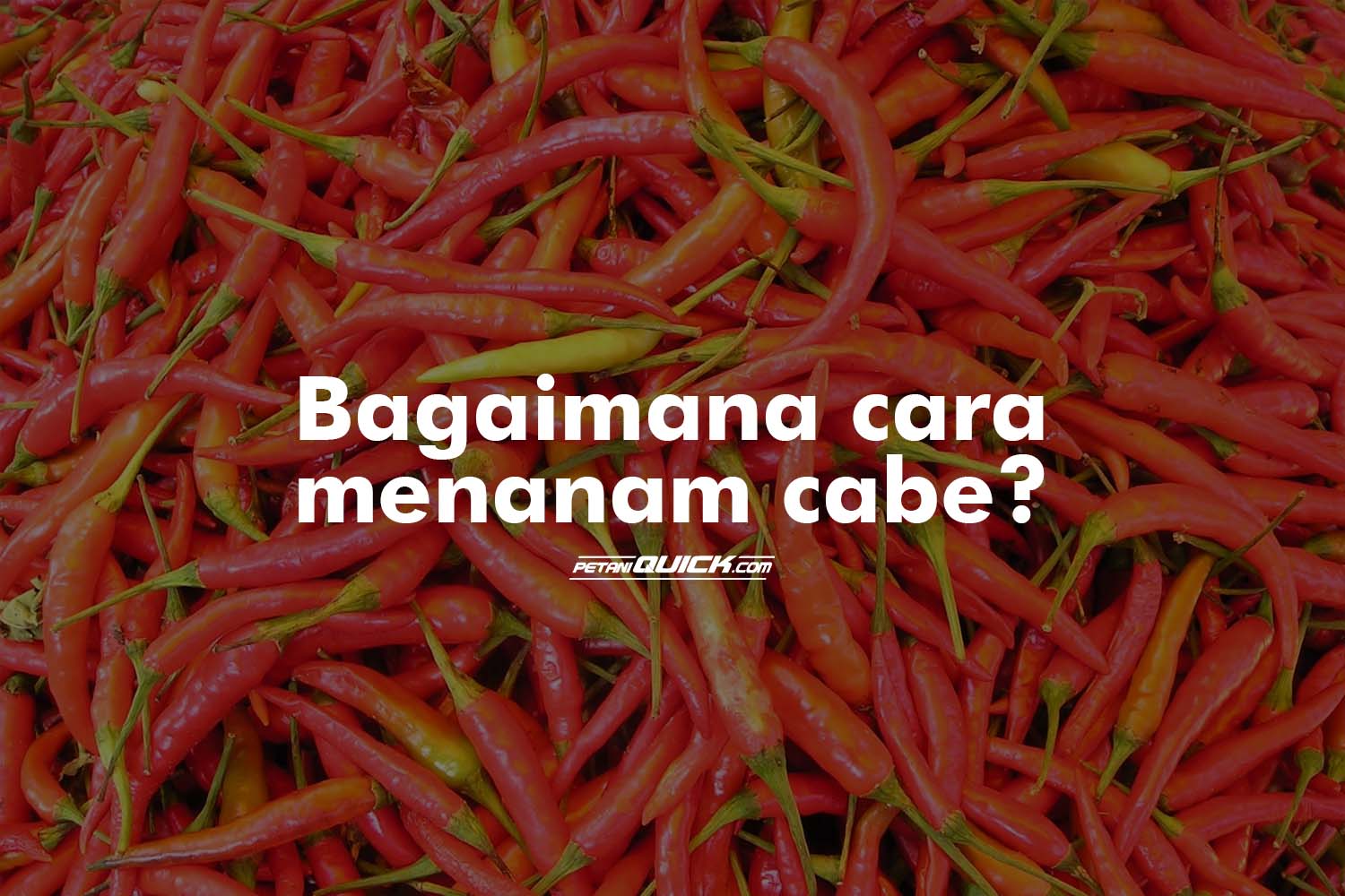 Penanaman Cabe  Petani Quick