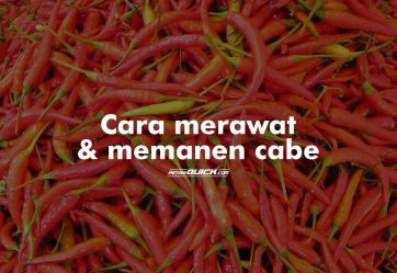 Pemeliharaan dan Memanen Cabe