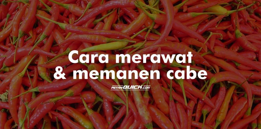Pemeliharaan dan Memanen Cabe