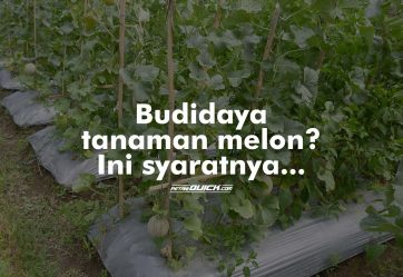 Budidaya Melon