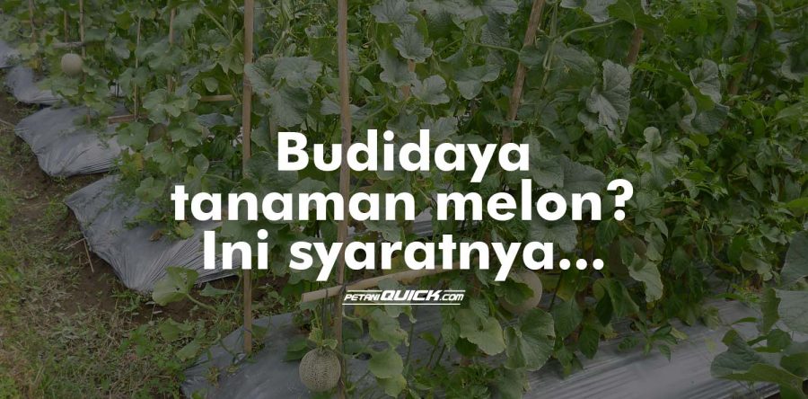 Budidaya Melon