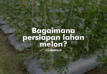 Persiapan Lahan Melon