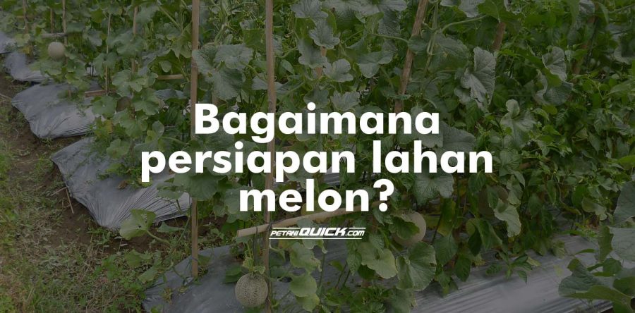 Persiapan Lahan Melon