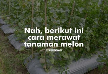 Perawatan dan Panen Melon