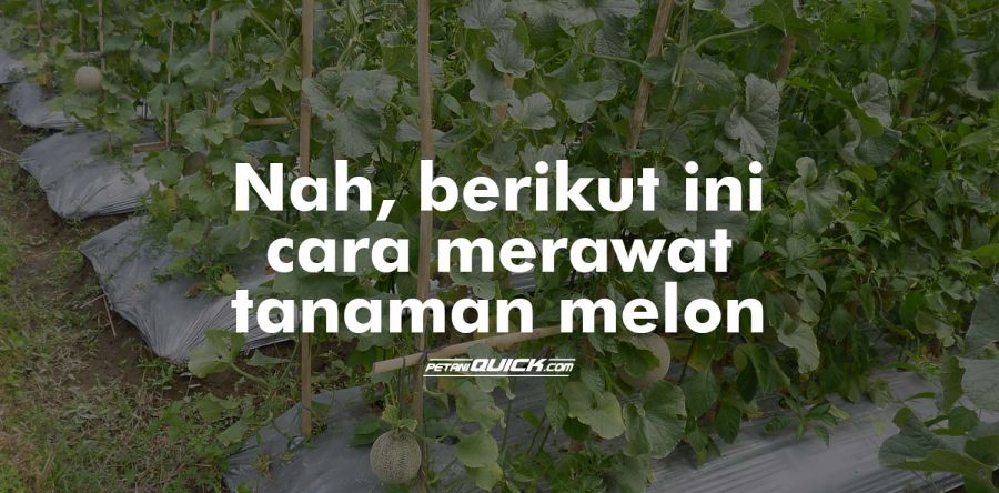 Perawatan dan Panen Melon