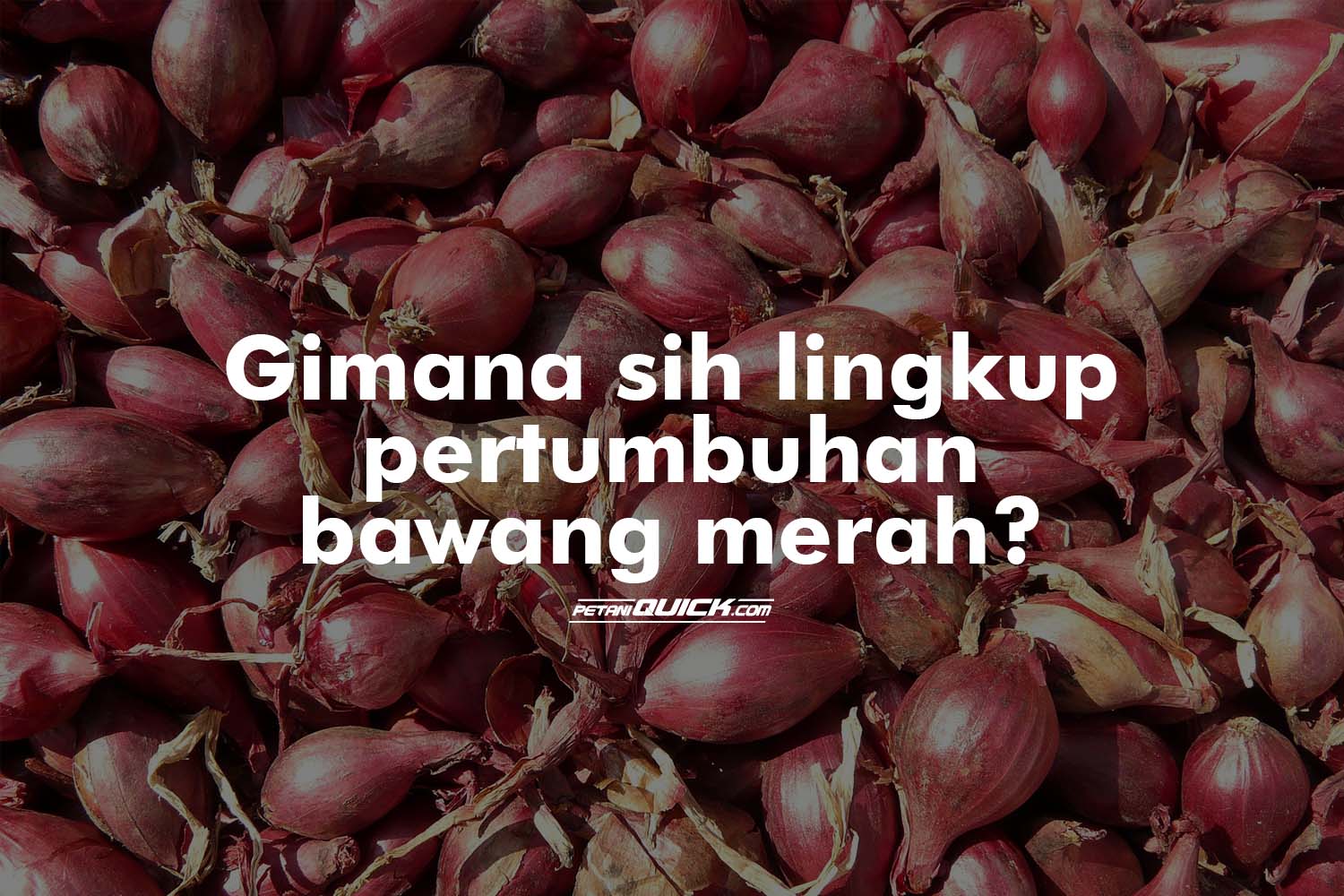 Perkembangan Bawang Merah – Meteor