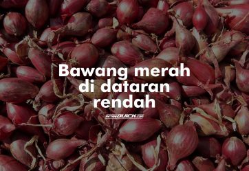 Karakteristik Bawang Merah pada Dataran Rendah