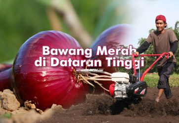 Karakteristik Bawang Merah pada Dataran Tinggi