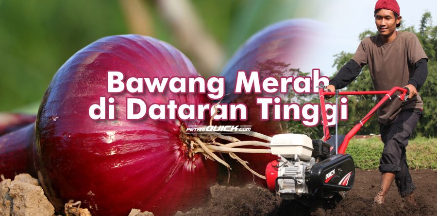 Karakteristik Bawang Merah pada Dataran Tinggi