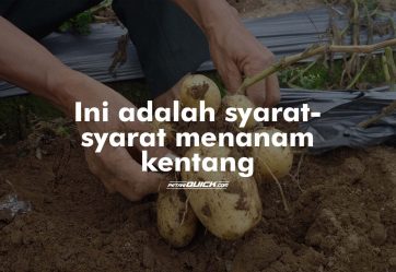 Budidaya Kentang