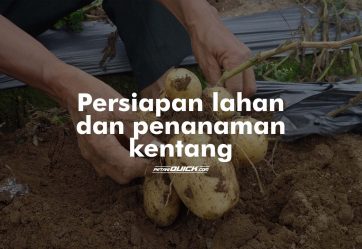 Persiapan Lahan Kentang