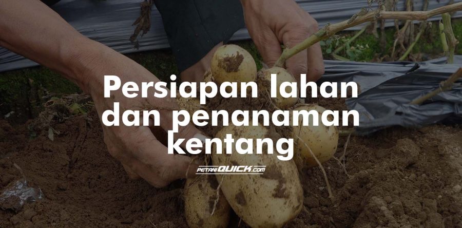 Persiapan Lahan Kentang Petani Quick