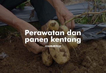 Pemeliharaan dan Panen Kentang