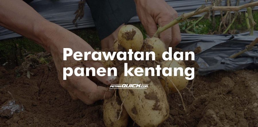 Pemeliharaan dan Panen Kentang