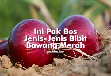 Jenis Bibit dan Penanaman Bawang Merah