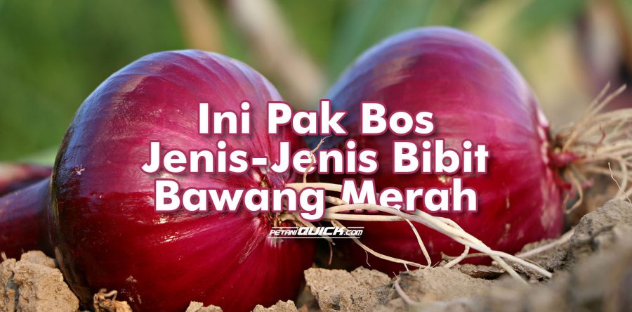 Jenis Bibit dan Penanaman Bawang Merah