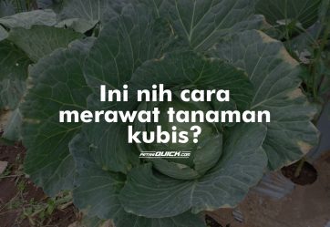 Merawat dan Memanen Kubis