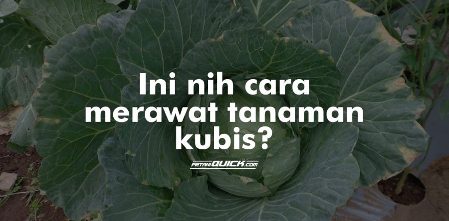 Merawat dan Memanen Kubis