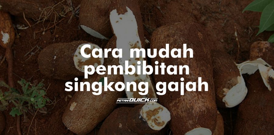 Pembibitan Singkong Gajah