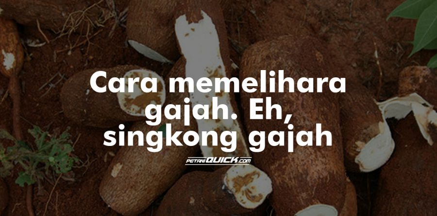 Pemeliharaan Singkong Gajah