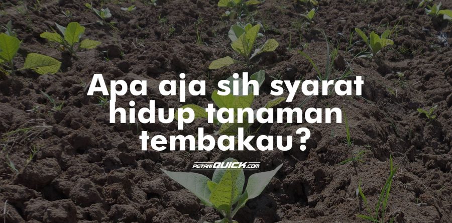 Syarat Tumbuh Tembakau
