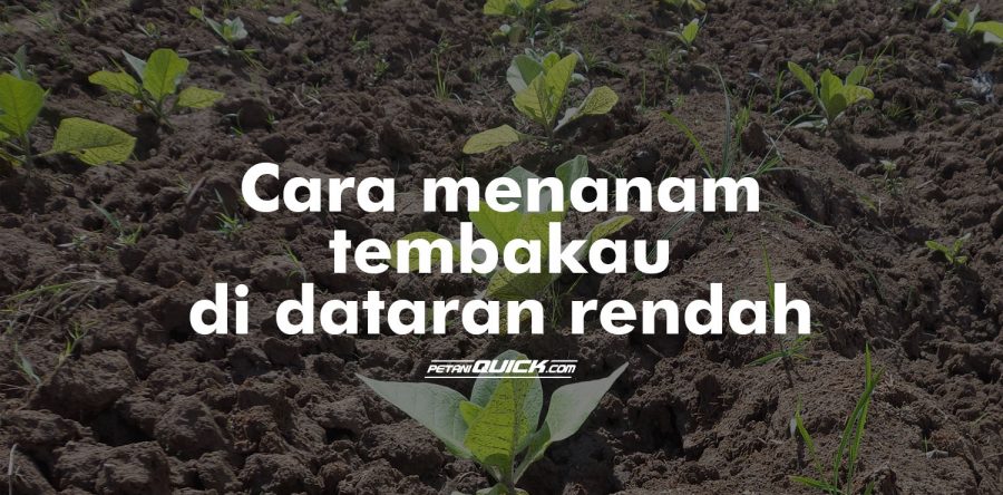 Budidaya Tembakau di Dataran Rendah bagian 2