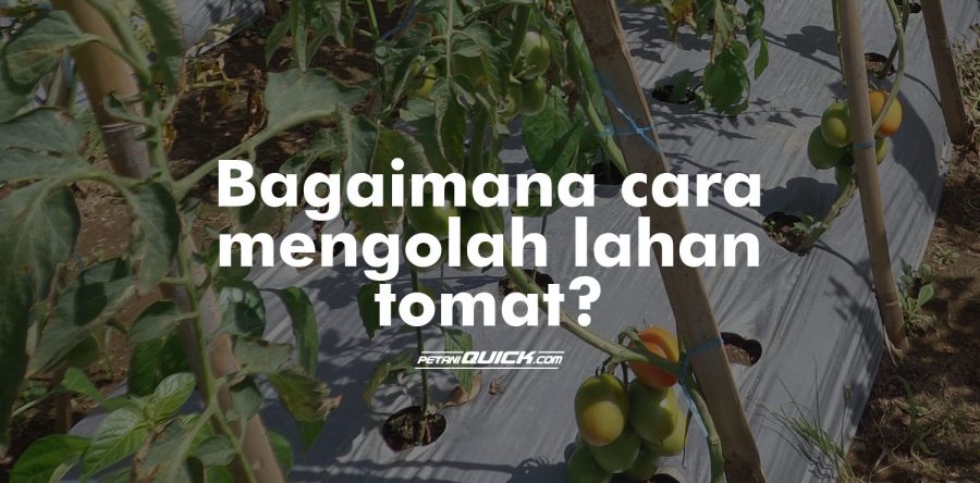 Persiapan Lahan Tomat