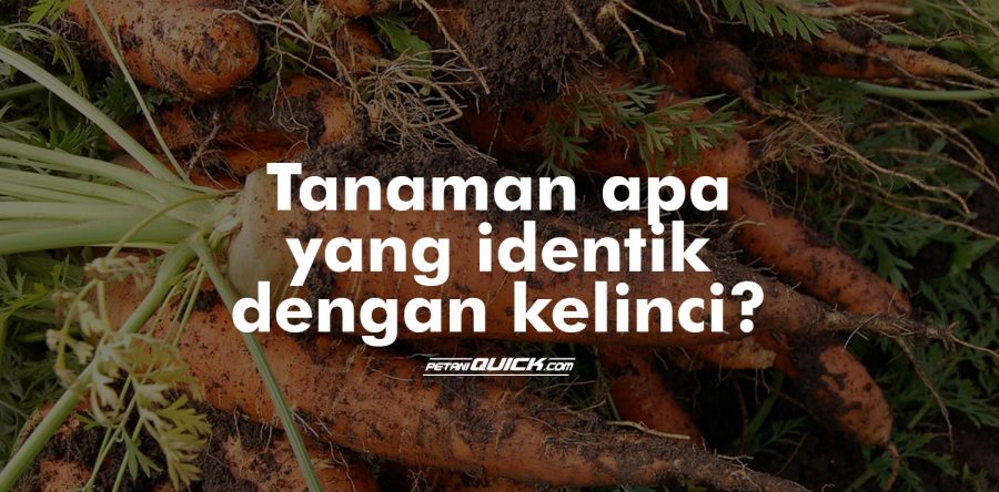 Ruang Lingkup Tanaman Wortel