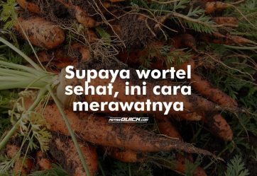 Cara Memelihara Tanaman Wortel