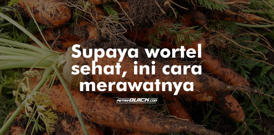 Cara Memelihara Tanaman Wortel