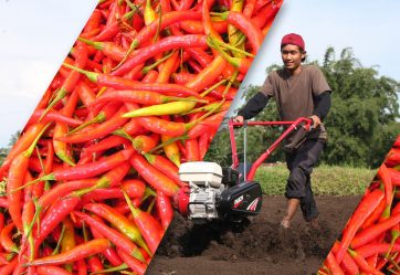 Persiapan Lahan Tanaman Cabe