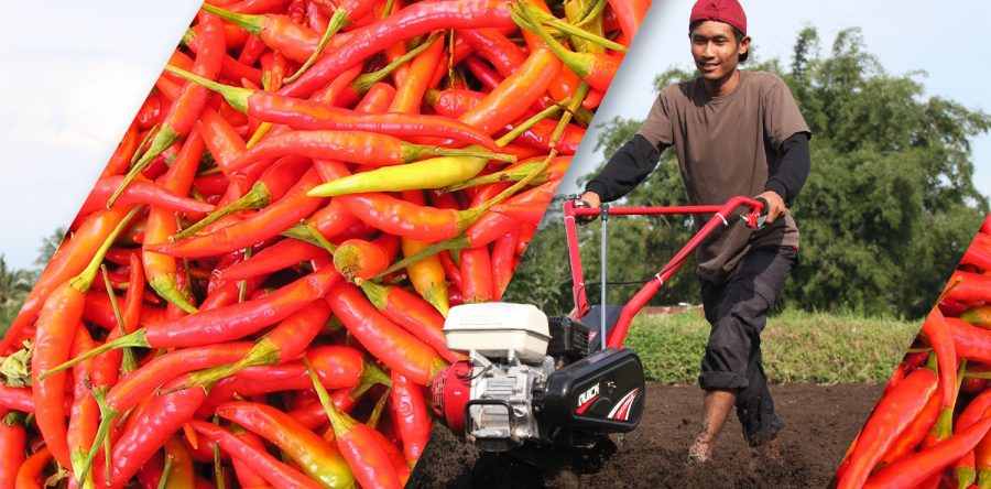 Persiapan Lahan Tanaman Cabe