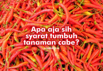 Syarat Tumbuh Tanaman Cabe