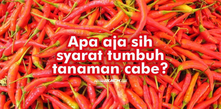 Syarat Tumbuh Tanaman Cabe