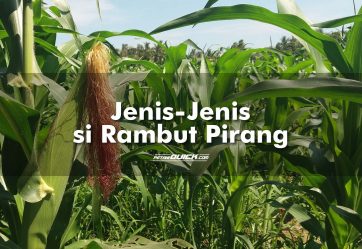 Jenis-Jenis si Rambut Pirang