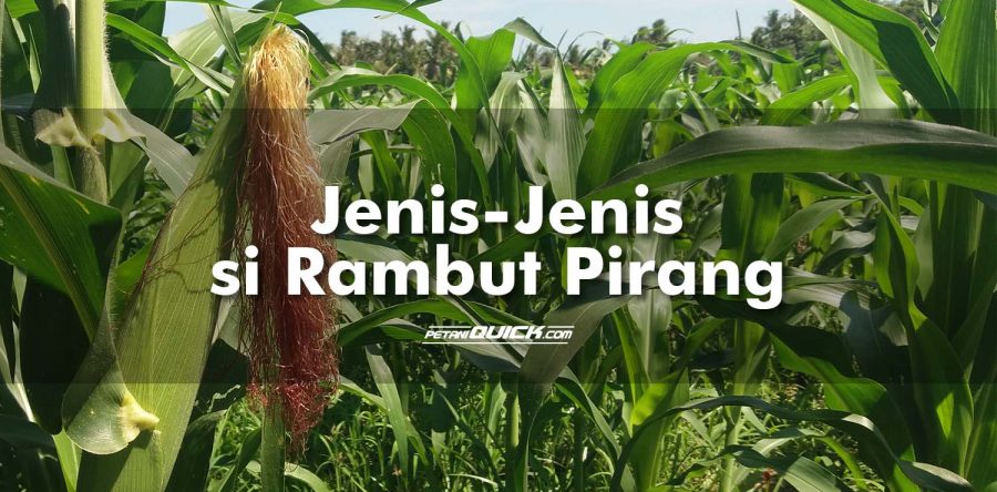Jenis-Jenis si Rambut Pirang