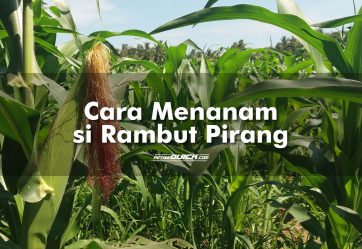 Cara Menanam si Rambut Pirang