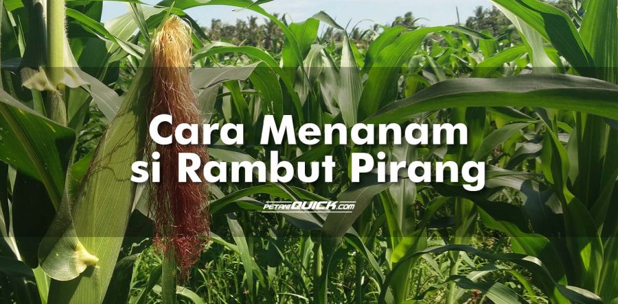 Cara Menanam si Rambut Pirang